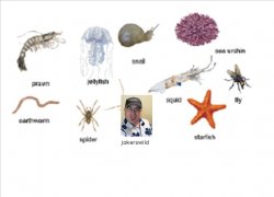 invertebrates.jpg